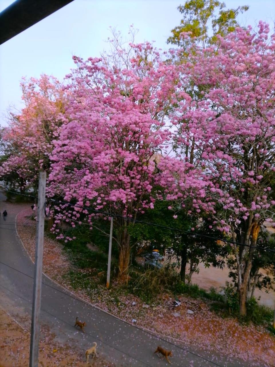 Roberosia - Holiday Home Kandy Eksteriør billede